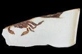 Partial Fossil Pea Crab (Pinnixa) From California - Miocene #74497-1
